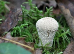  Nature les champignons