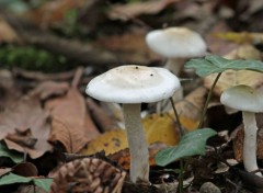  Nature les champignons