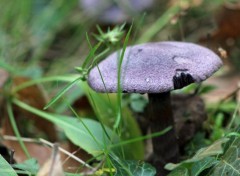  Nature les champignons