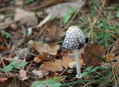  Nature les champignons