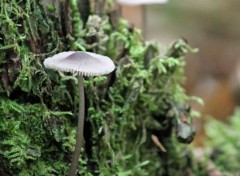  Nature les champignons