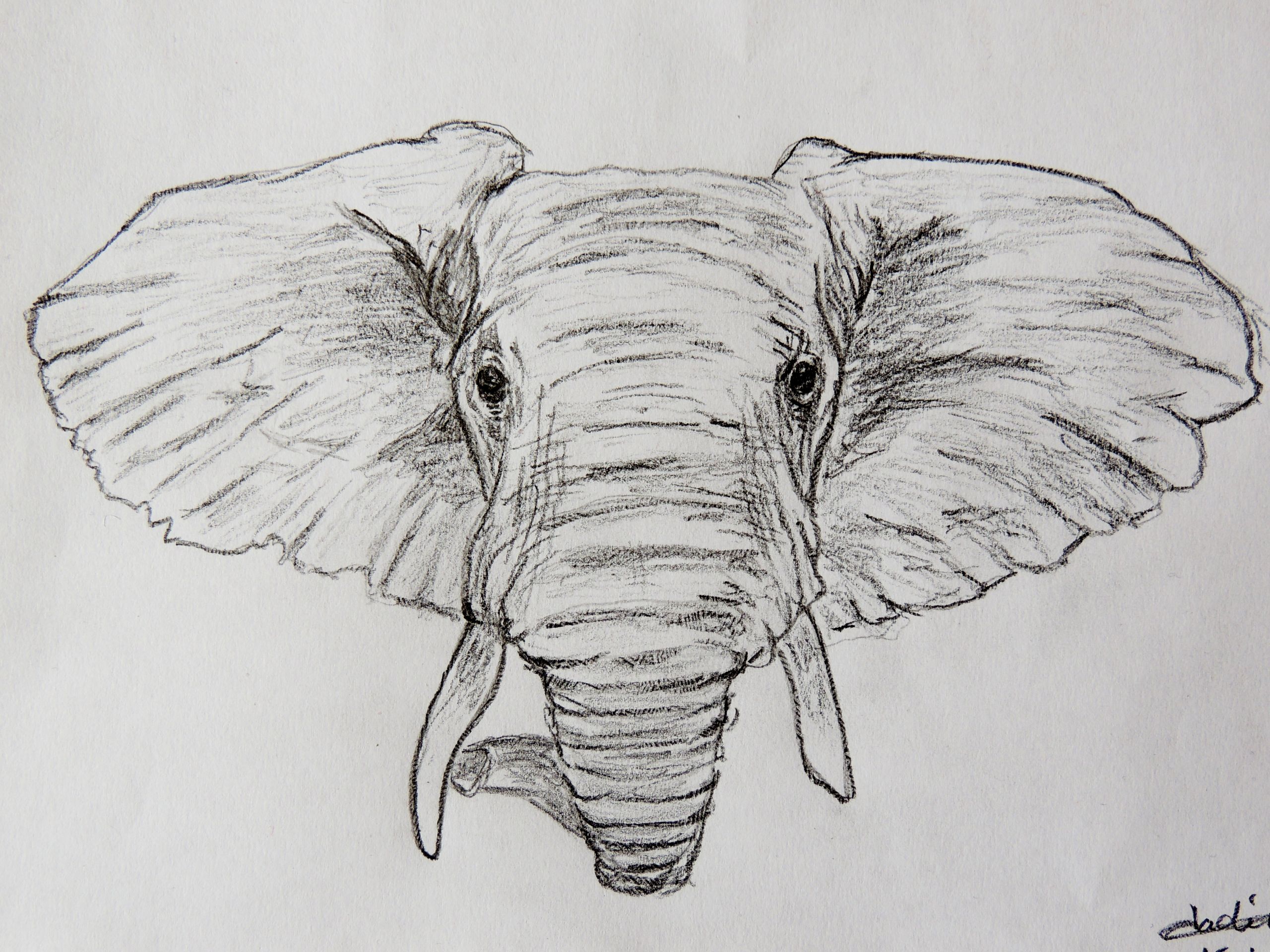 Wallpapers Art - Pencil Animals - Elephants 