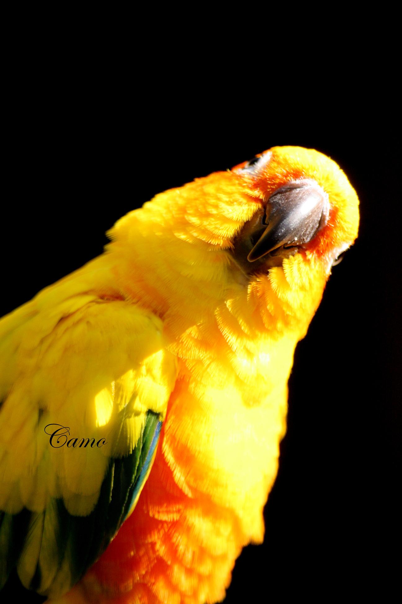 Wallpapers Animals Birds - Parrots 