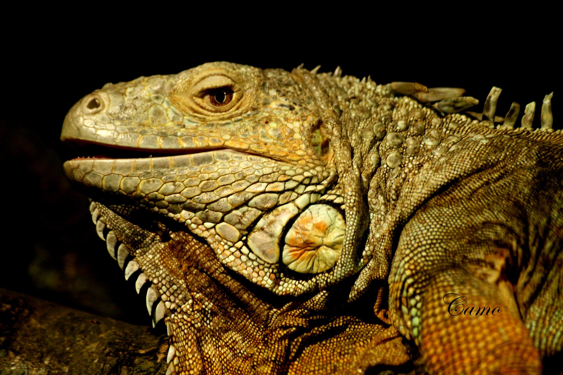 Wallpapers Animals Iguanas 