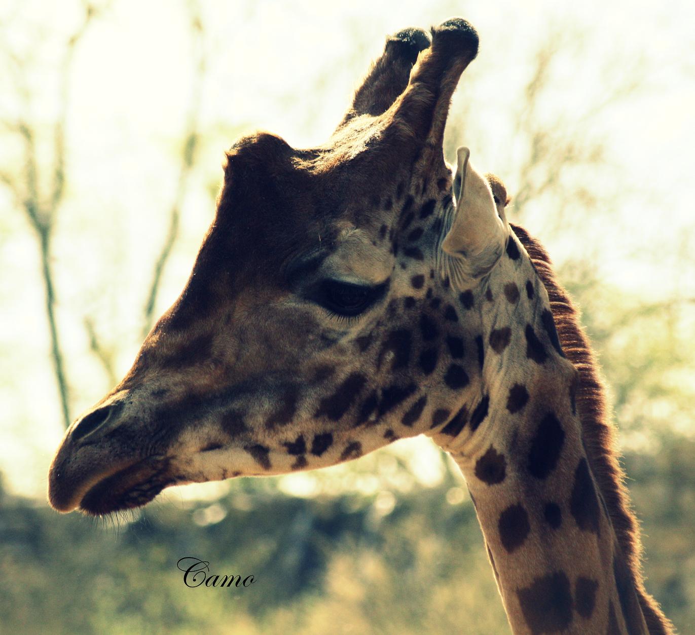 Wallpapers Animals Giraffes 