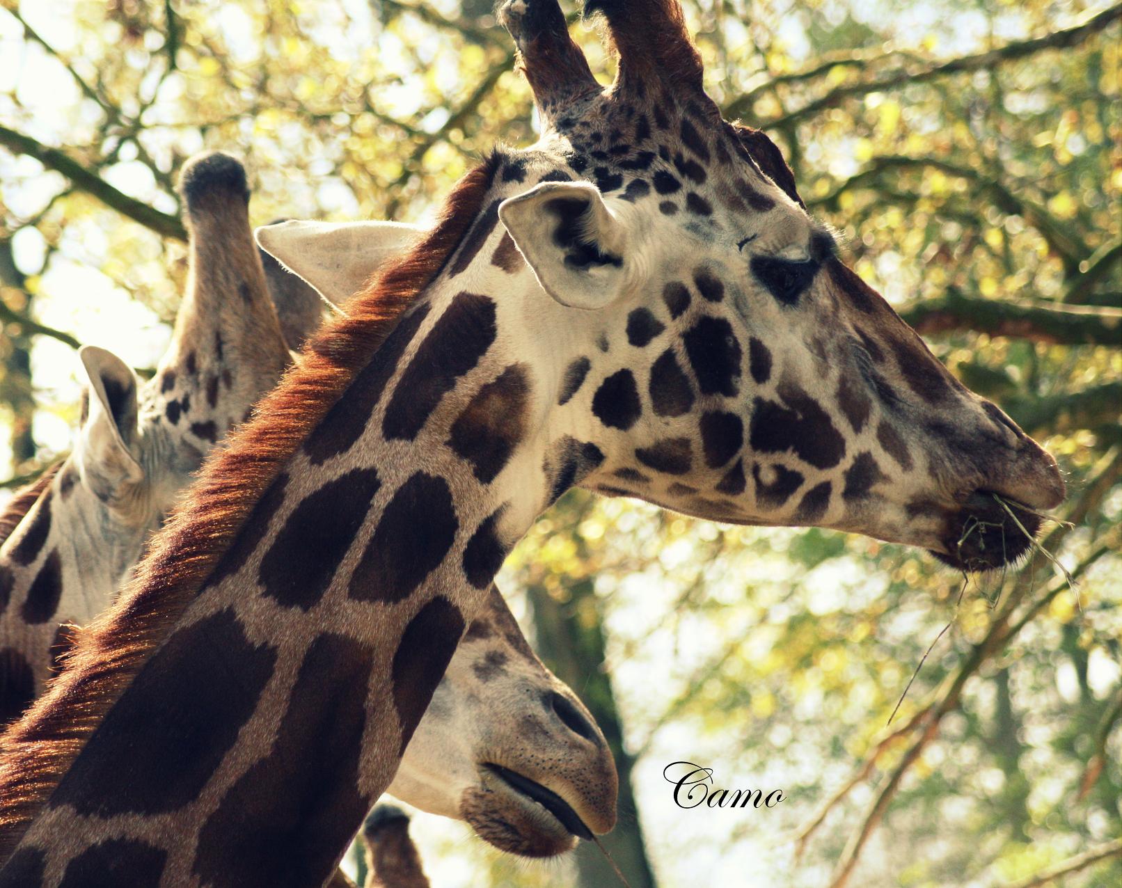 Fonds d'cran Animaux Girafes 