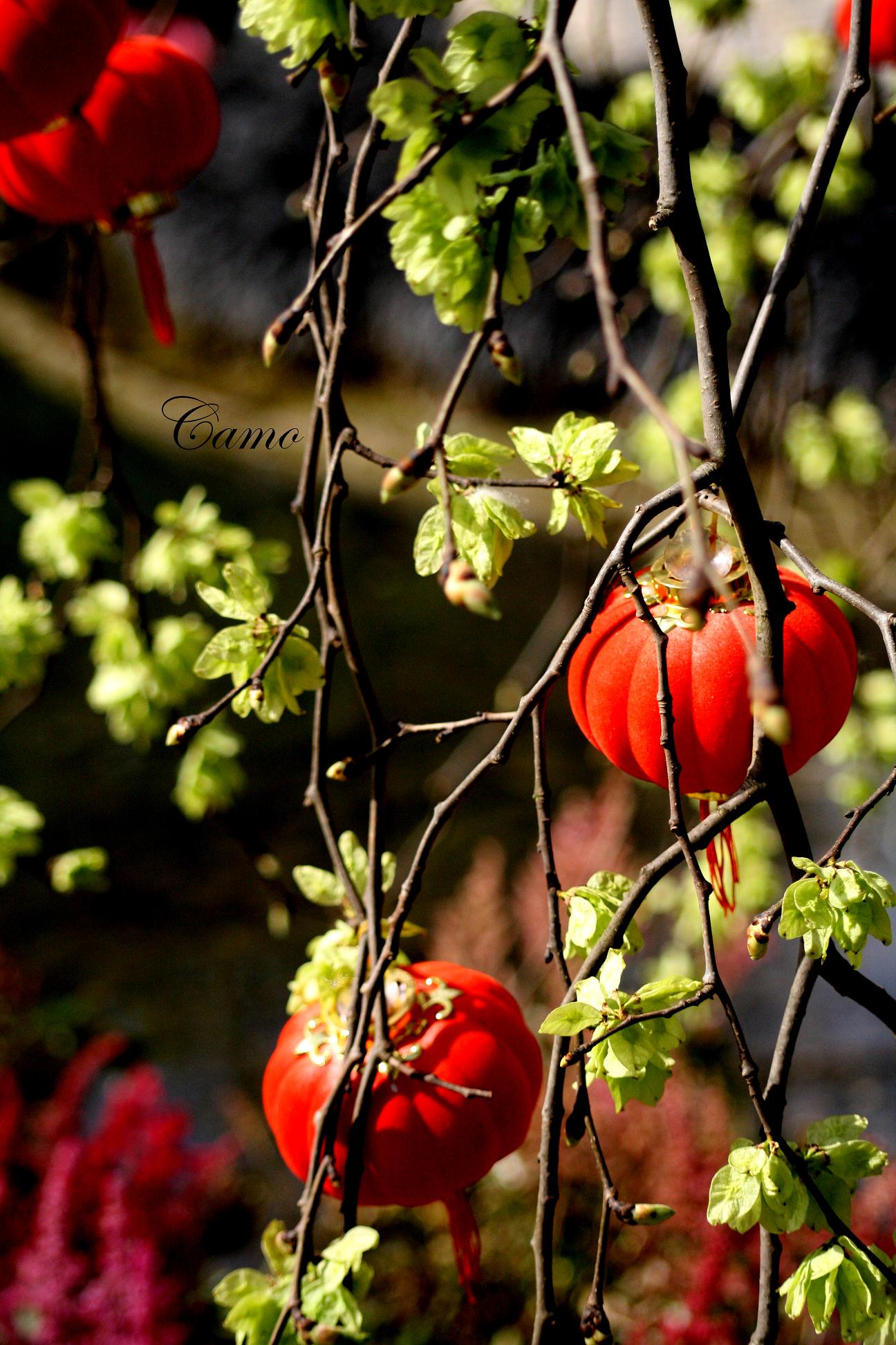 Fonds d'cran Nature Arbres - Forts 