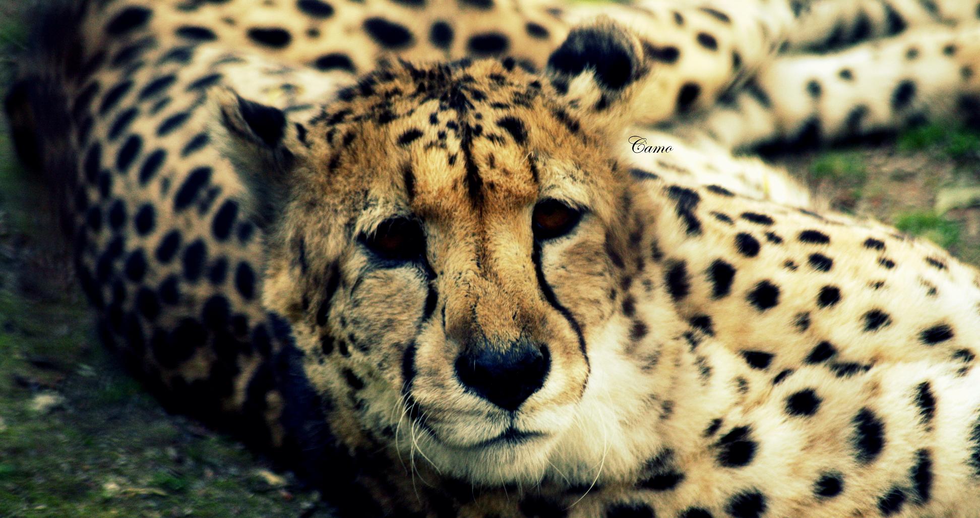 Wallpapers Animals Felines - Leopards 