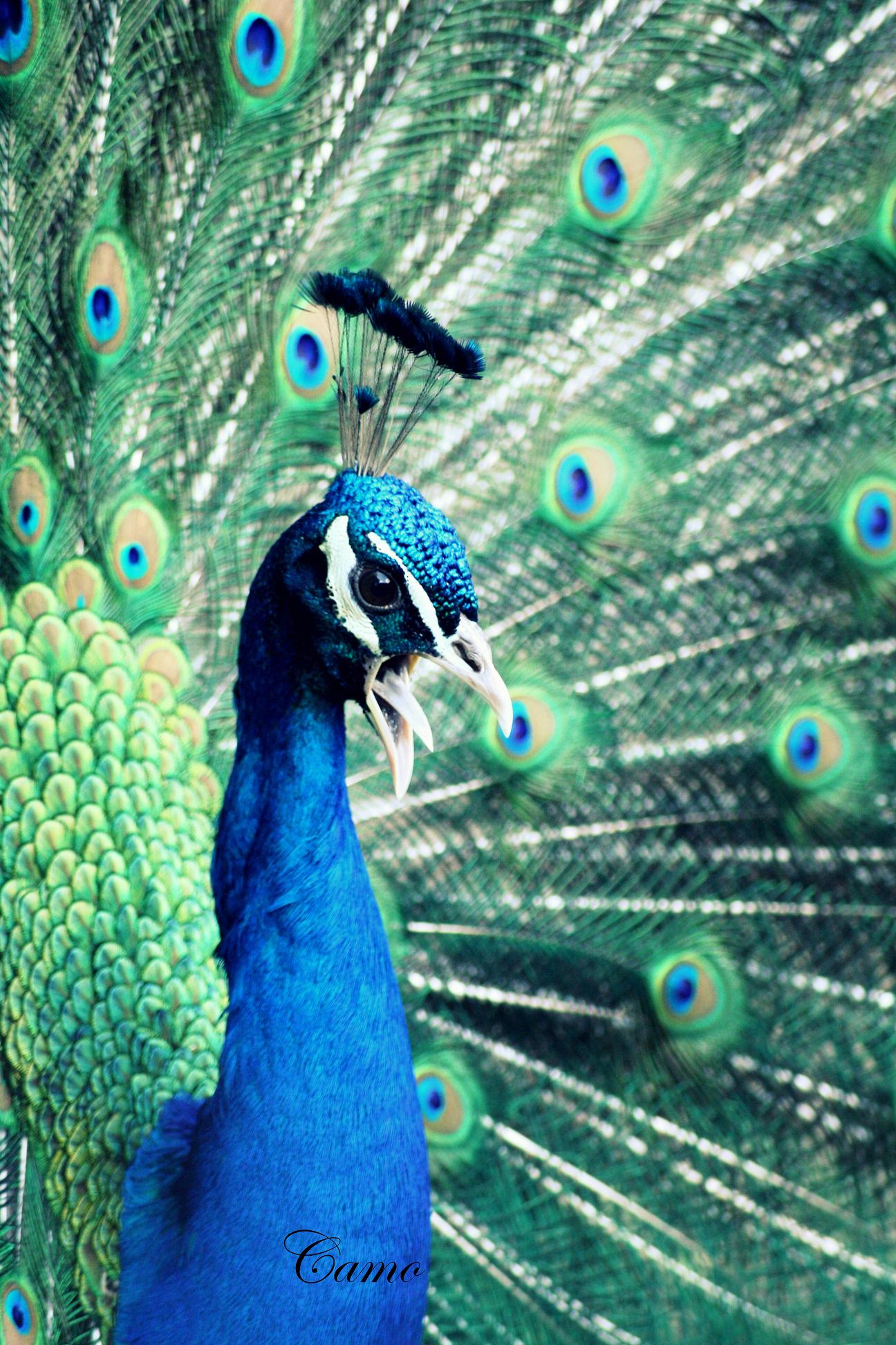 Wallpapers Animals Birds - Peacocks 