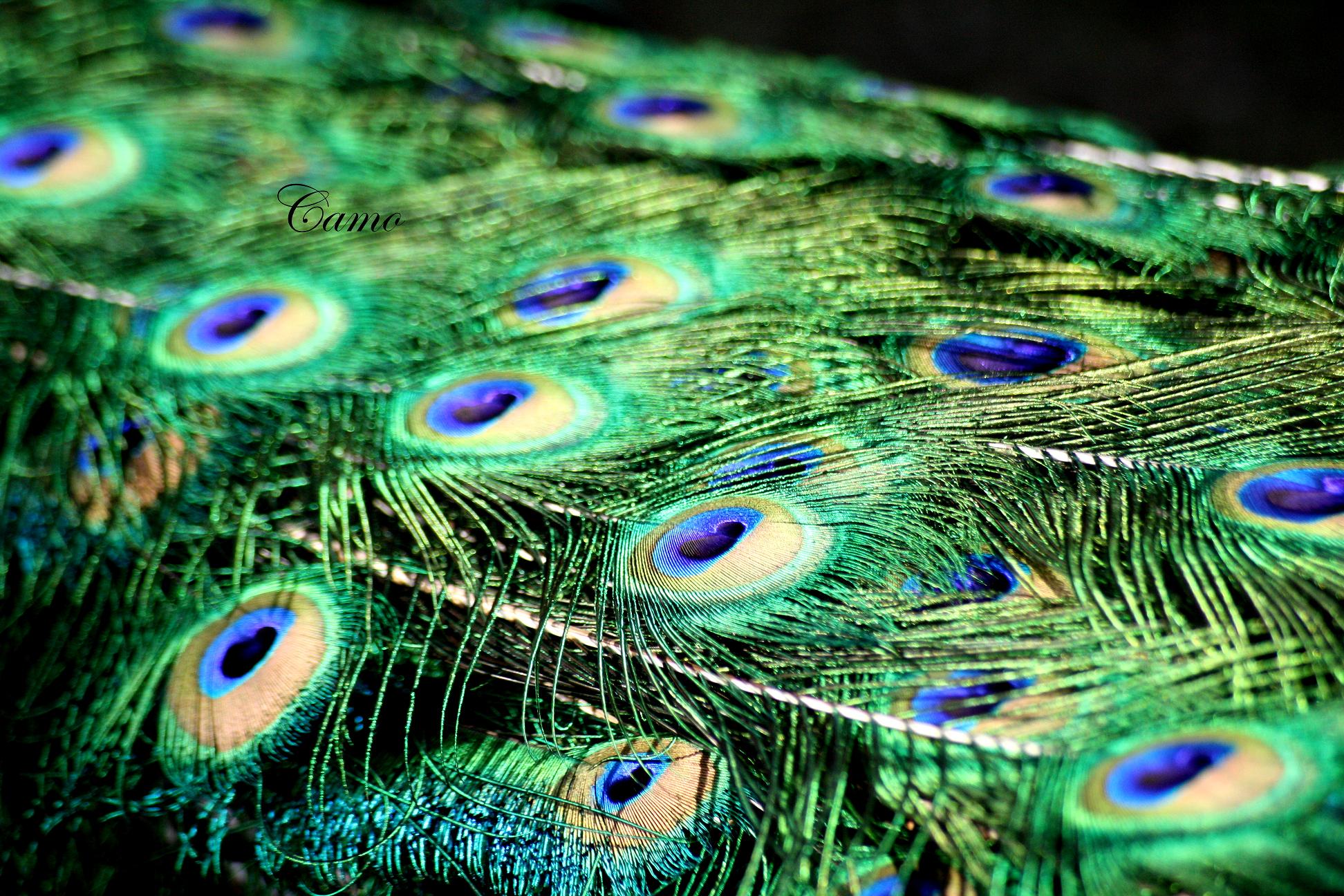 Wallpapers Animals Birds - Peacocks 