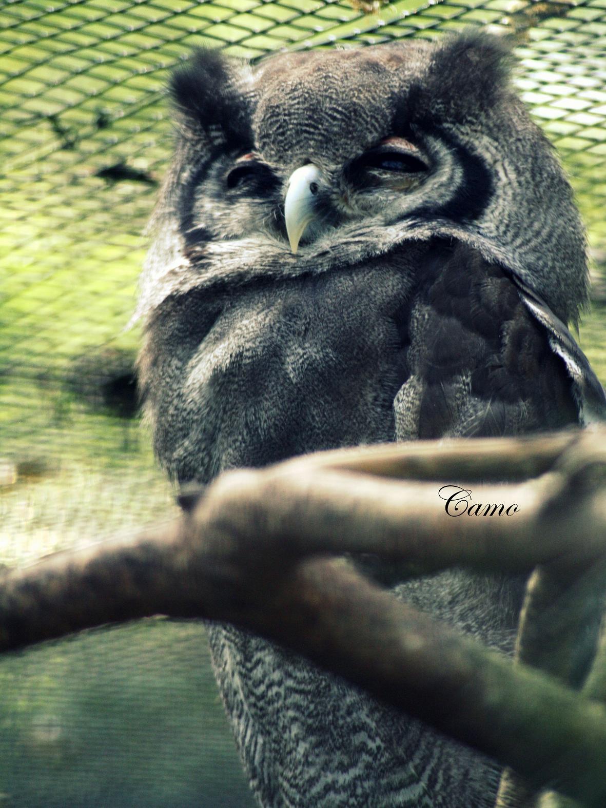 Fonds d'cran Animaux Oiseaux - Hiboux et Chouettes 