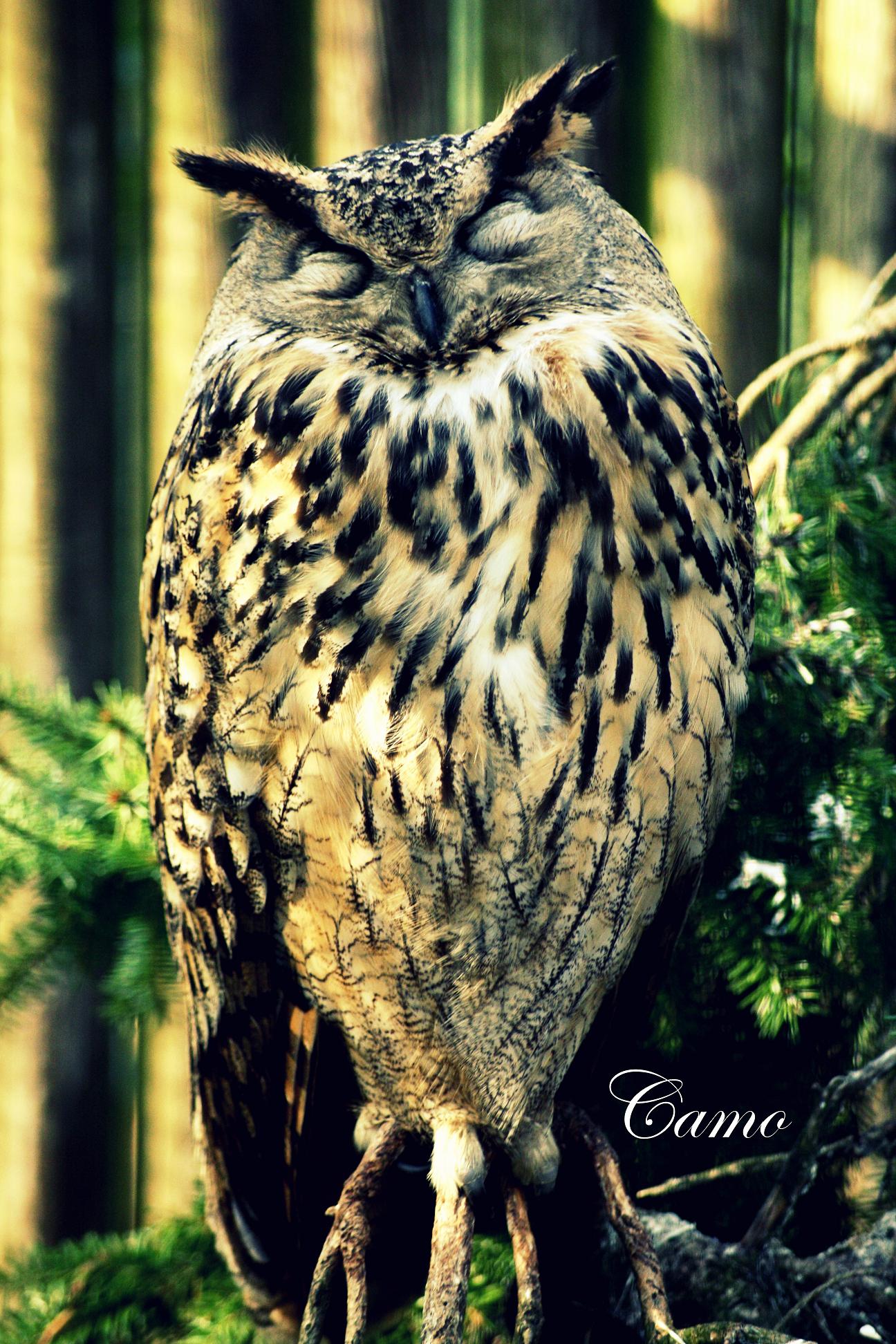 Wallpapers Animals Birds - Owls 