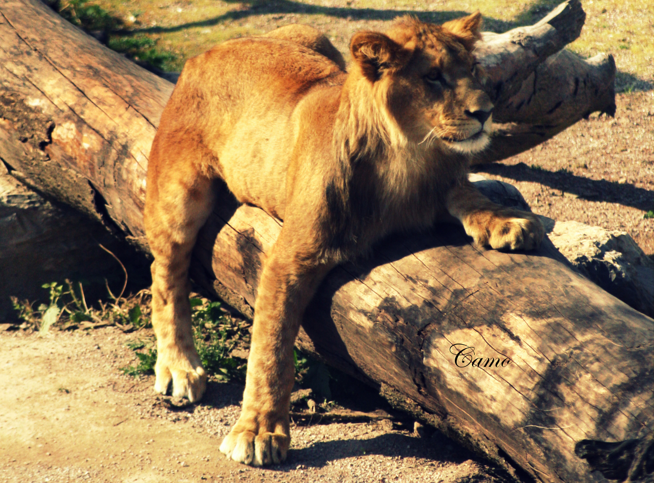 Wallpapers Animals Felines - Lions 