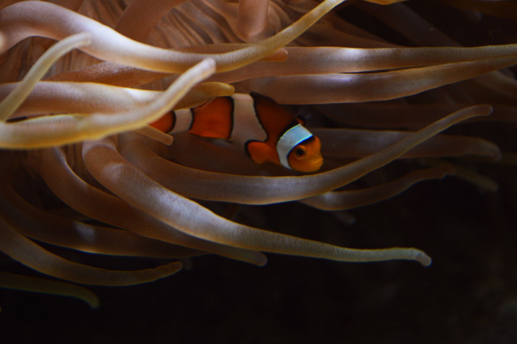 Fonds d'cran Animaux Vie marine - Poissons Poisson Clown