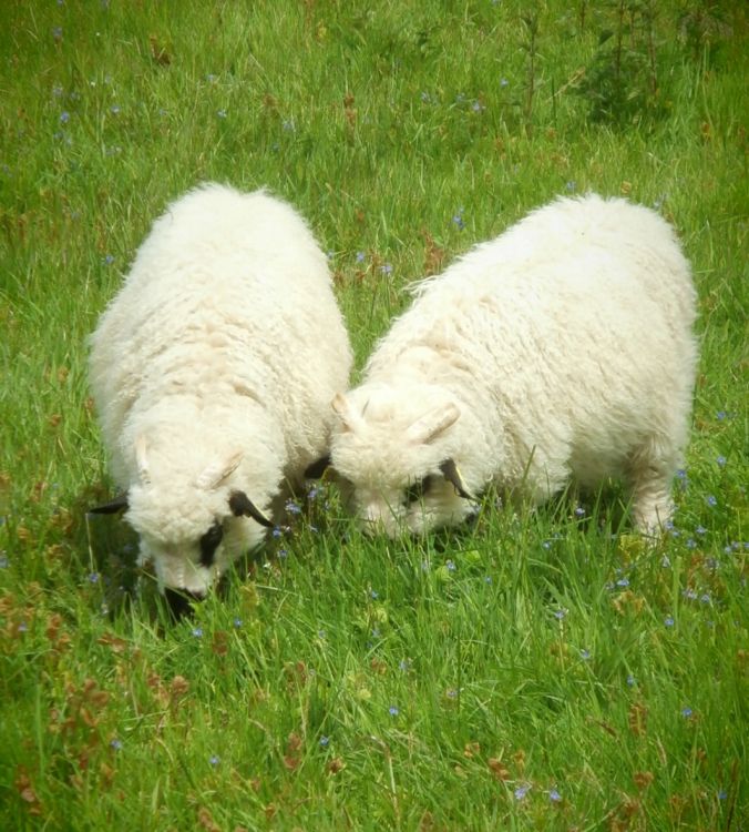 Fonds d'cran Animaux Moutons - Mouflons Sheep