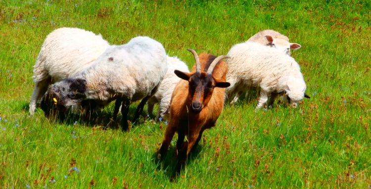 Fonds d'cran Animaux Moutons - Mouflons Sheep and nanny-goat