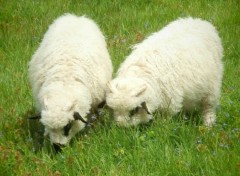  Animals Sheep