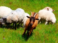  Animaux Sheep and nanny-goat