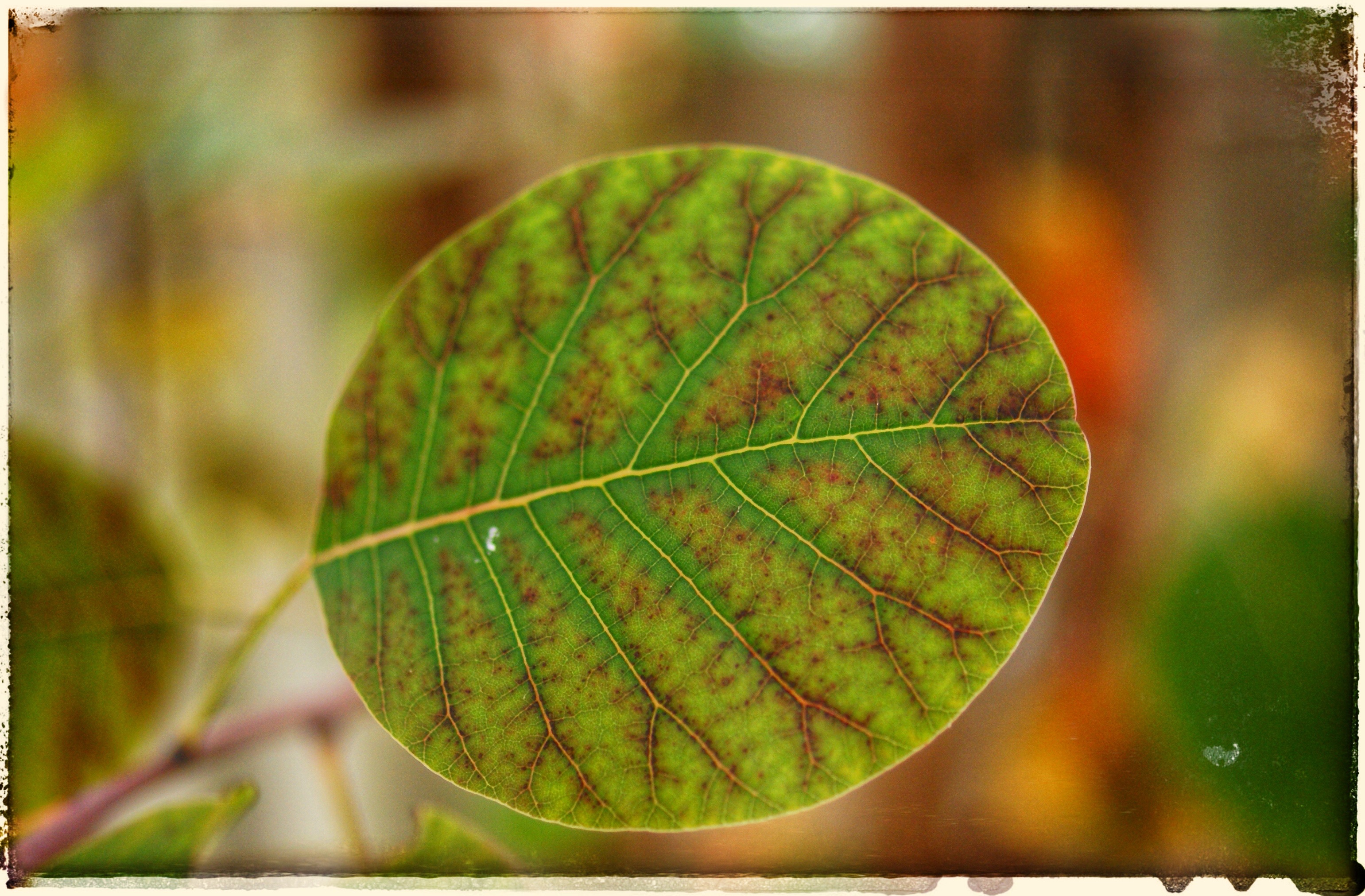 Wallpapers Nature Leaves - Foliage Couleurs d'automne