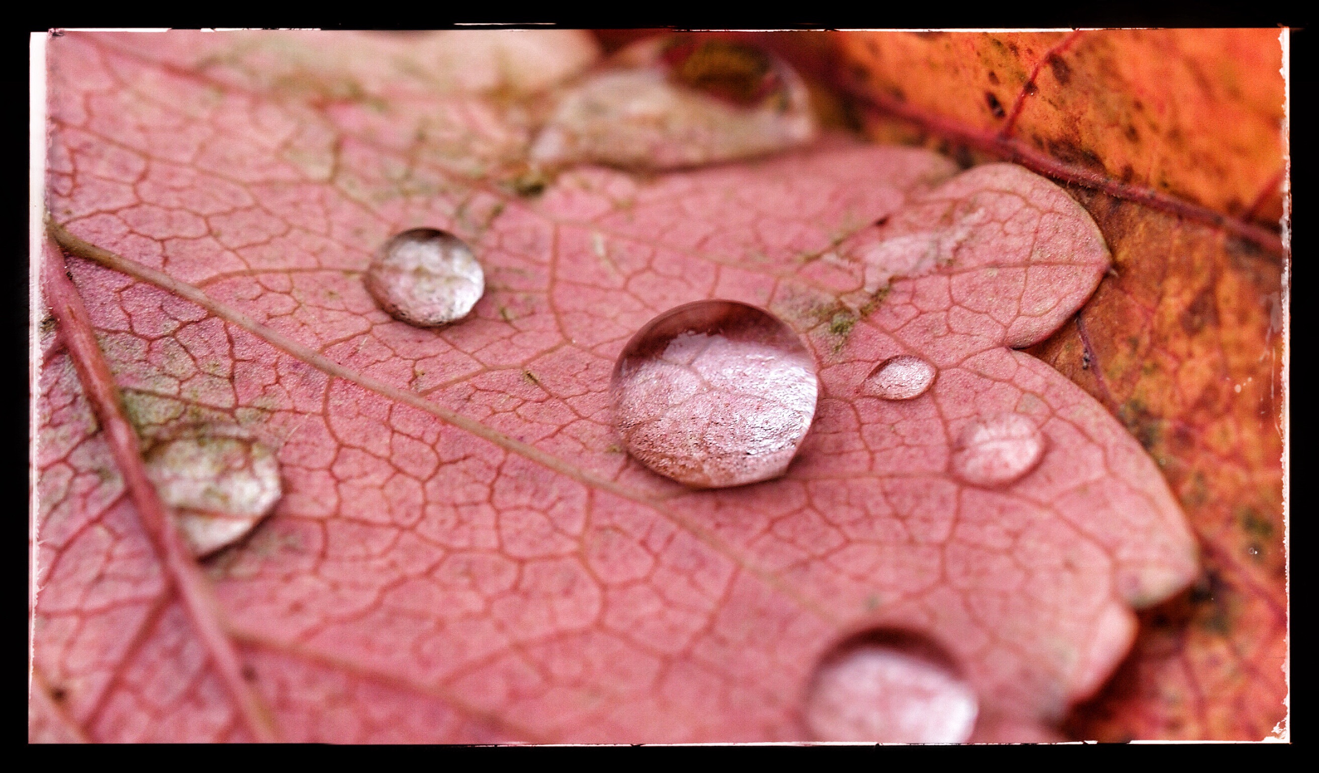 Fonds d'cran Nature Eau - Gouttes, rose Couleurs d'automne