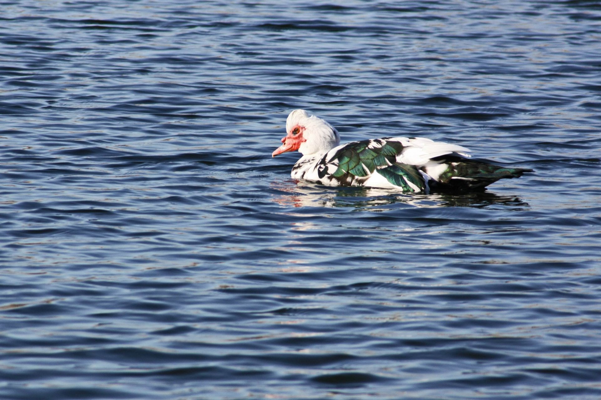 Fonds d'cran Animaux Oiseaux - Divers Lakes Forest Landscape Nature