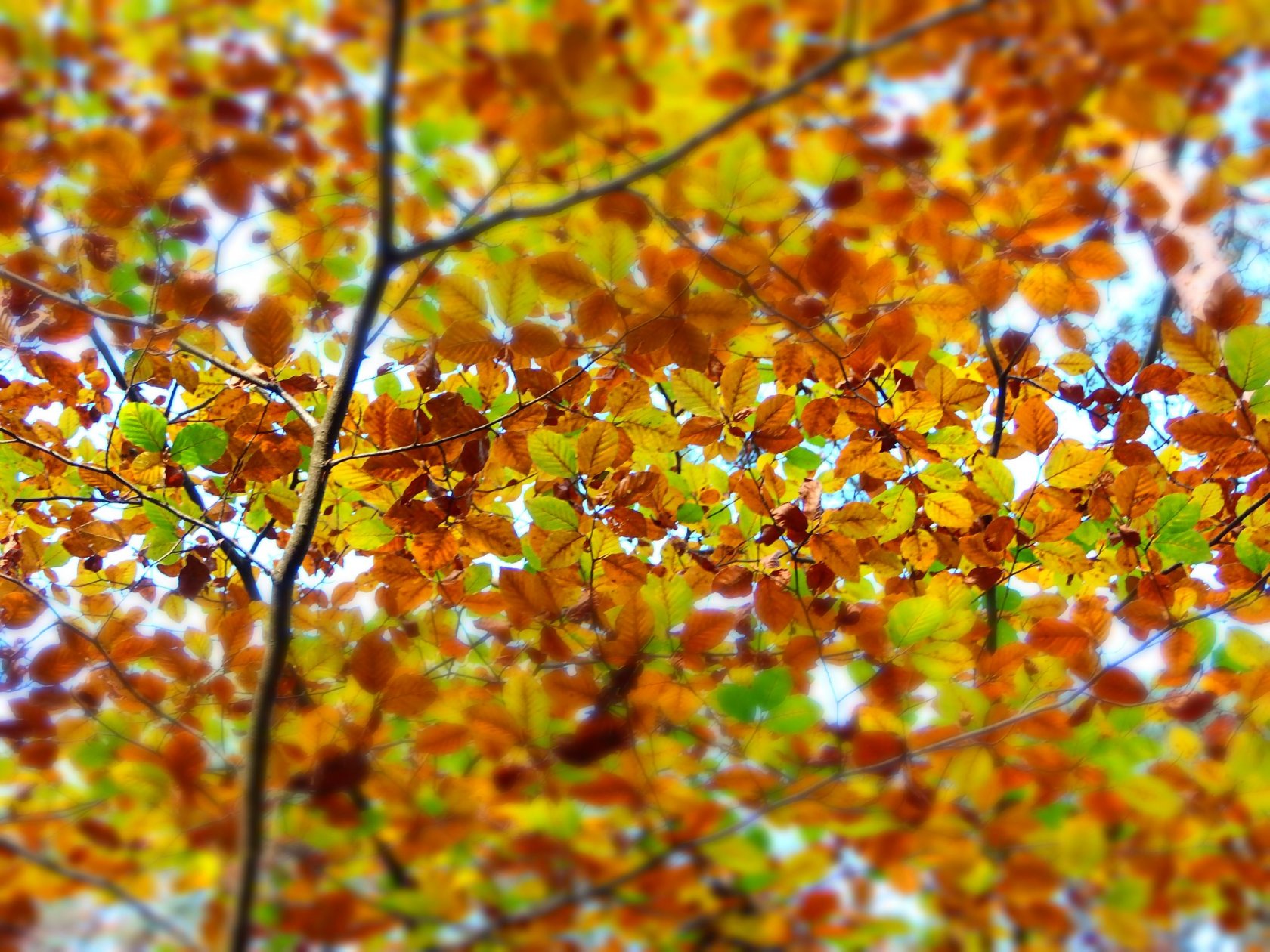 Fonds d'cran Nature Arbres - Forts 