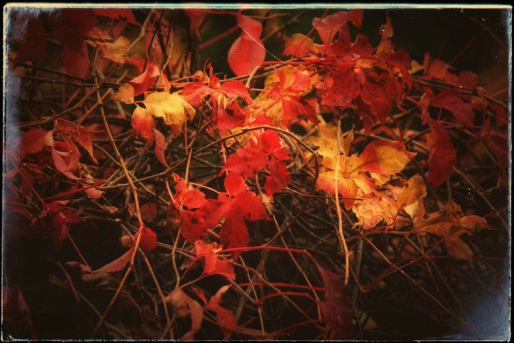 Fonds d'cran Nature Saisons - Automne Couleurs d'automne