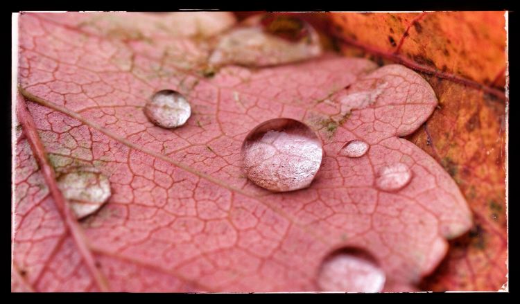 Wallpapers Nature Water - Drops Couleurs d'automne