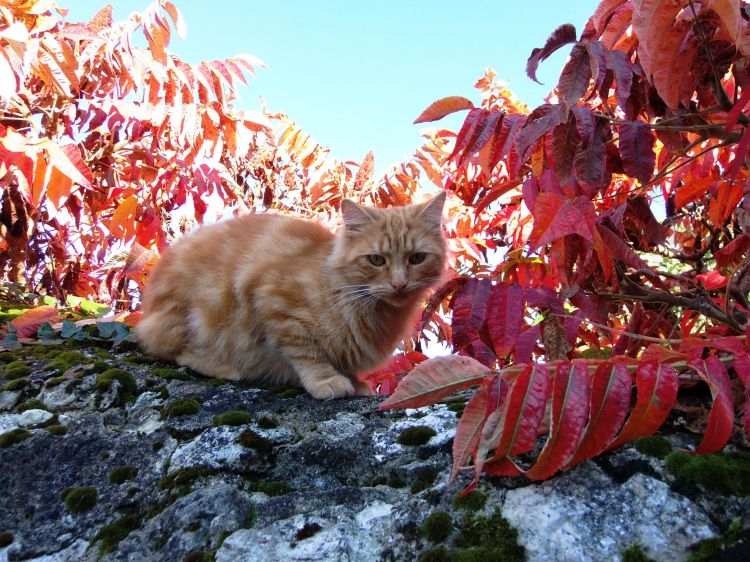 Fonds d'cran Animaux Chats - Chatons Gibson