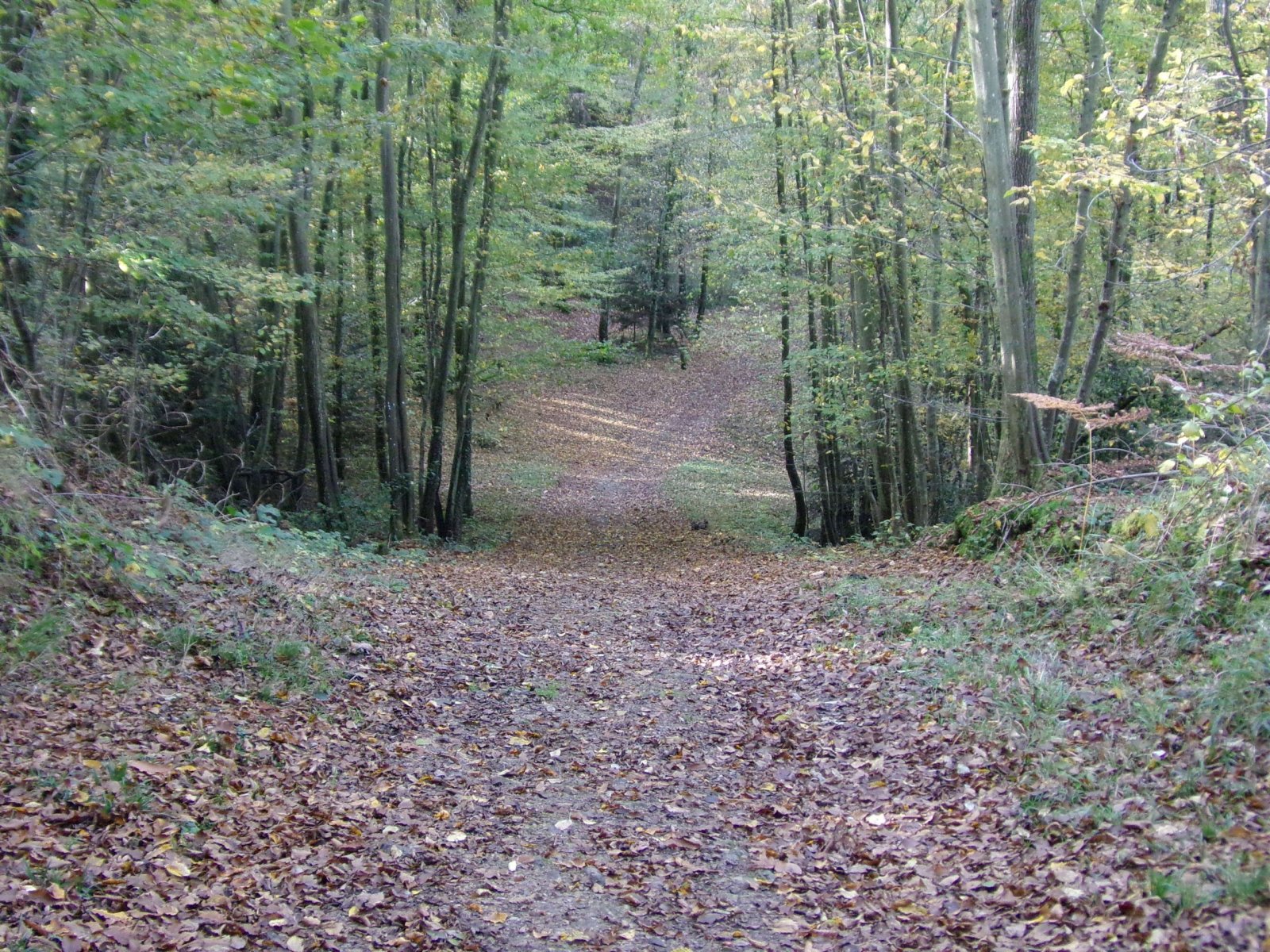 Fonds d'cran Nature Arbres - Forts 