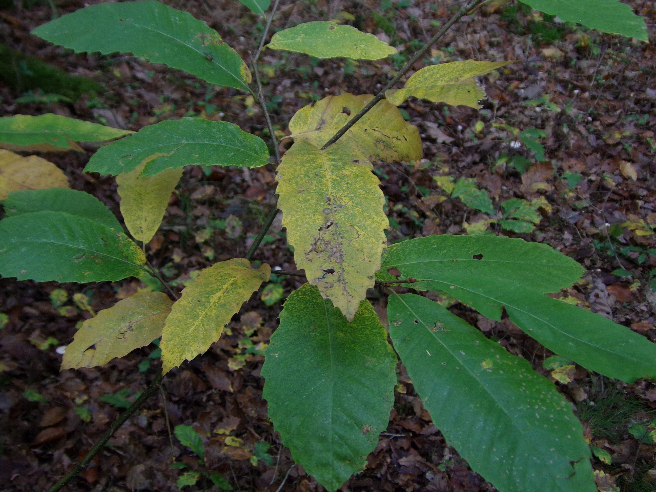 Fonds d'cran Nature Feuilles - Feuillages 