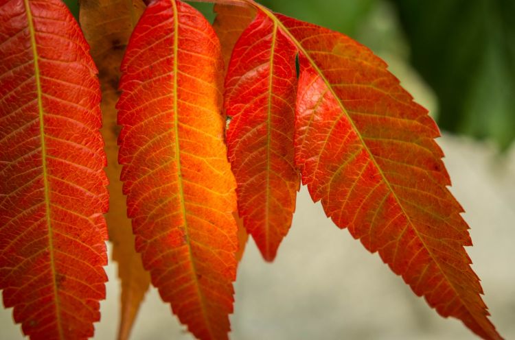 Fonds d'cran Nature Feuilles - Feuillages Automne