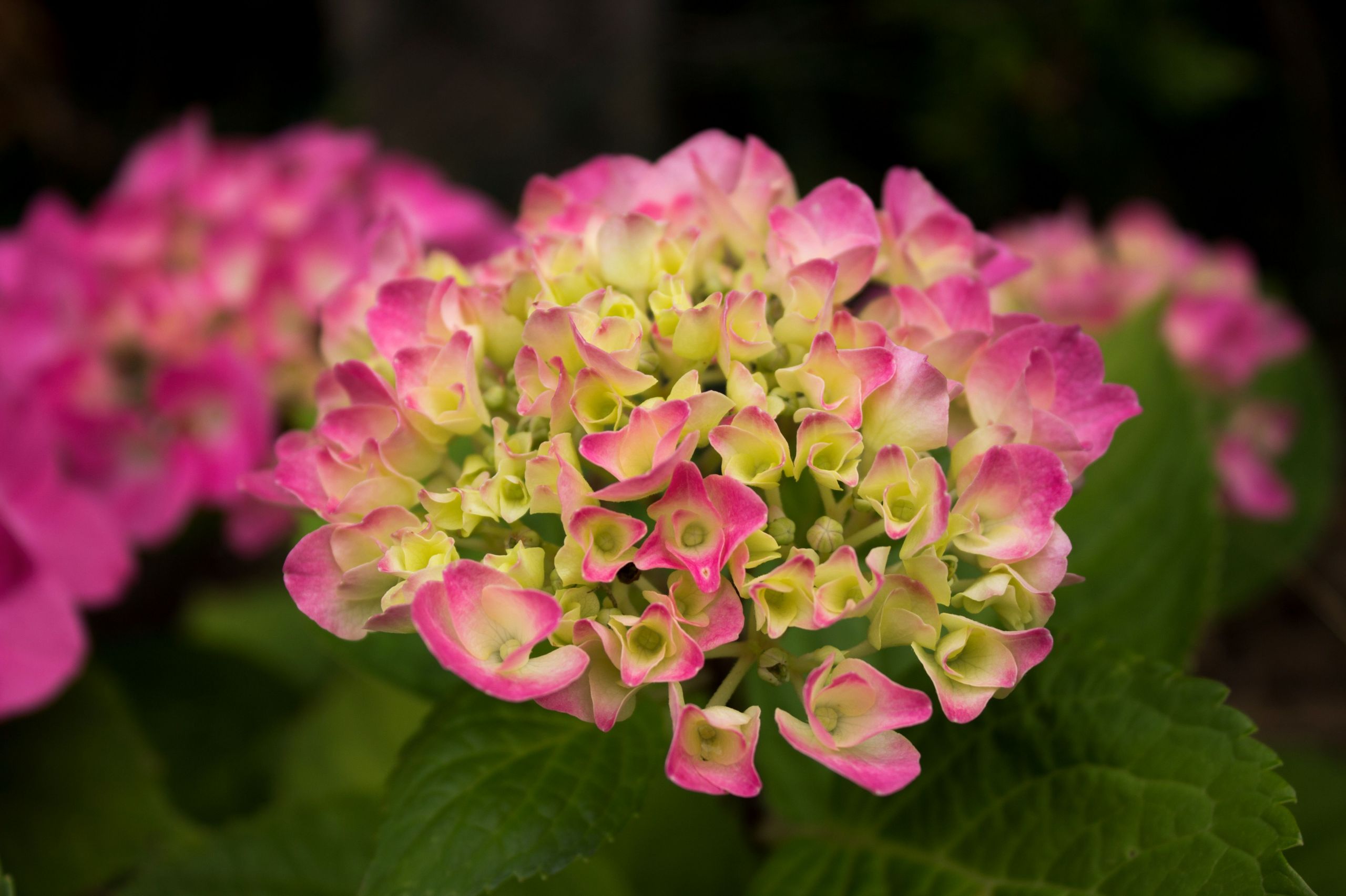 Fonds d'cran Nature Fleurs 