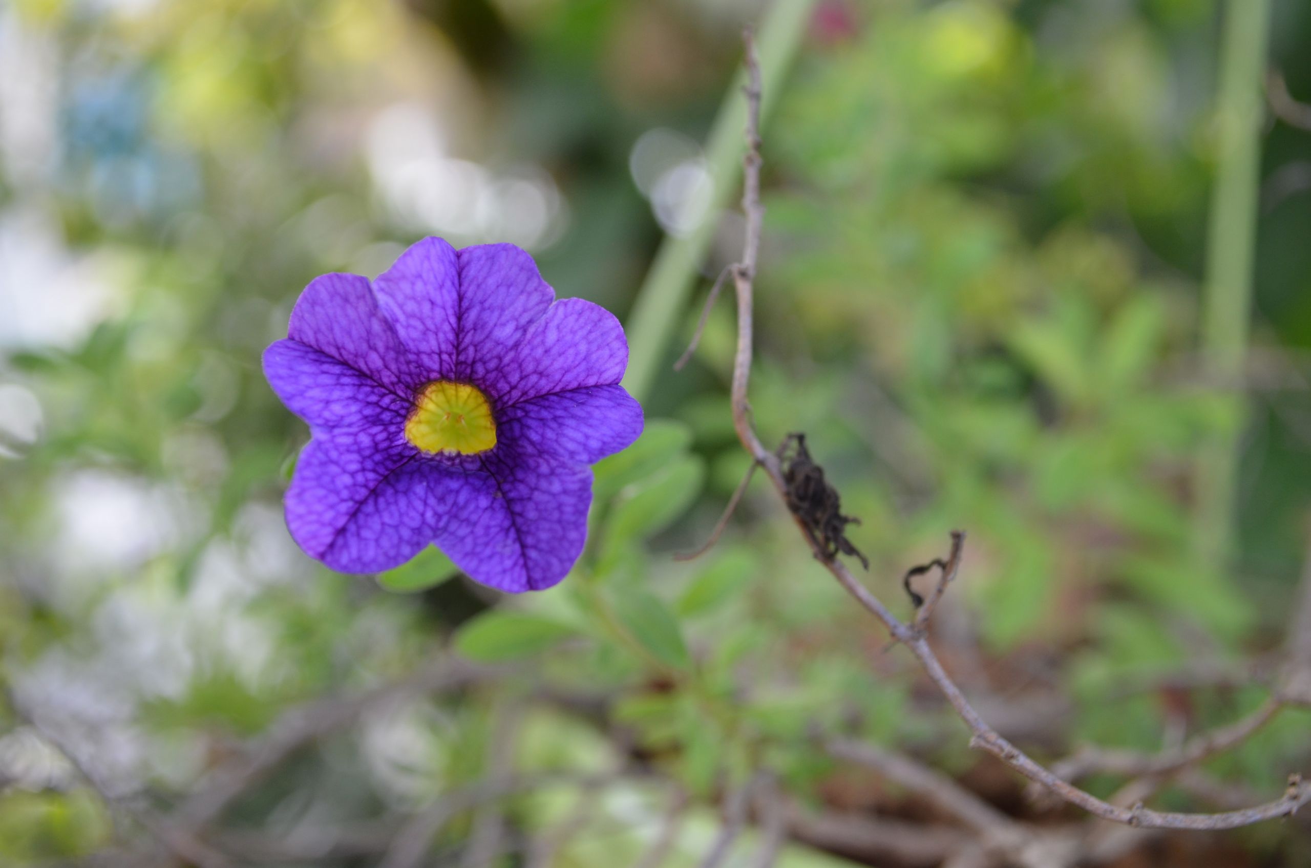 Wallpapers Nature Flowers 