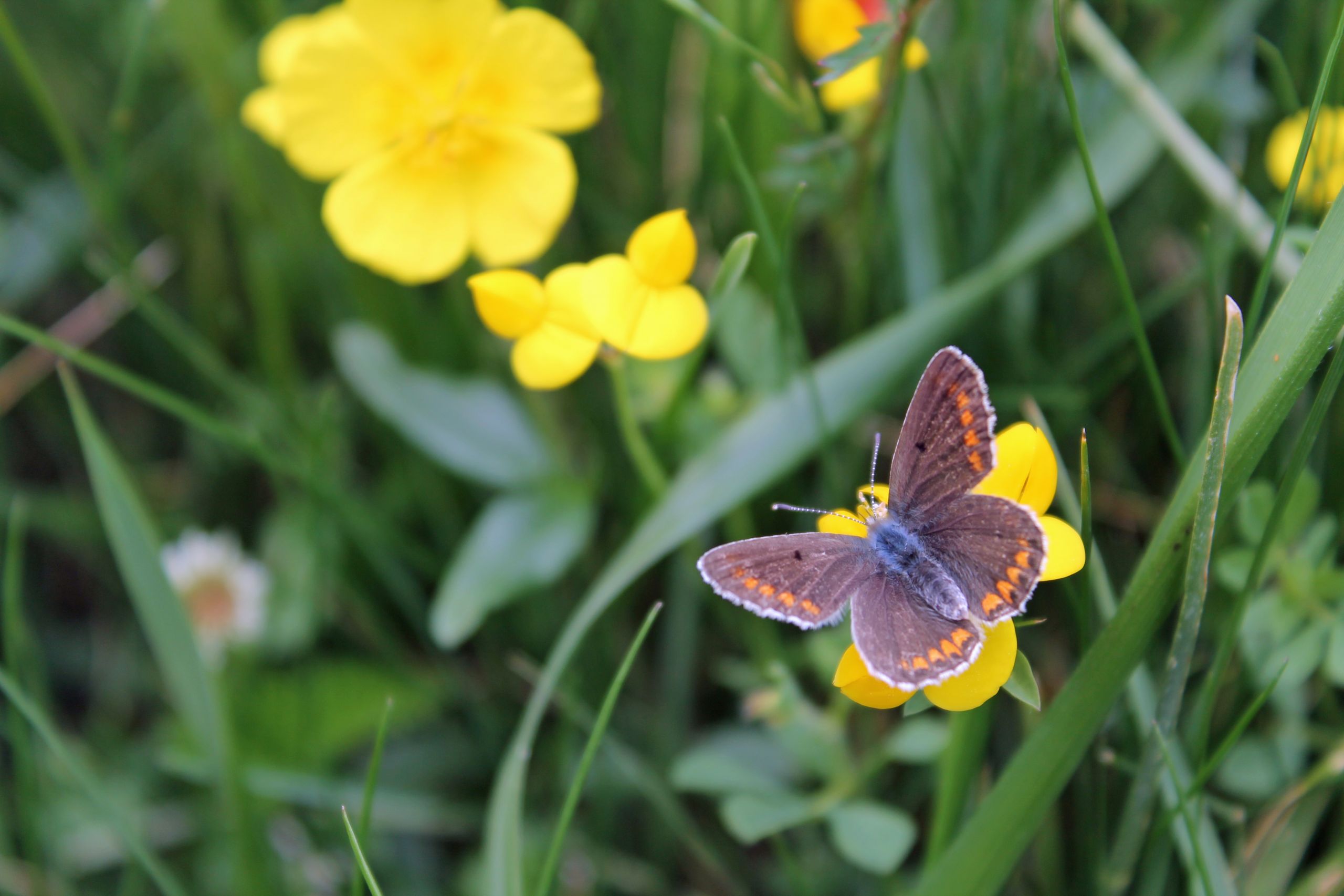 Wallpapers Animals Insects - Butterflies 