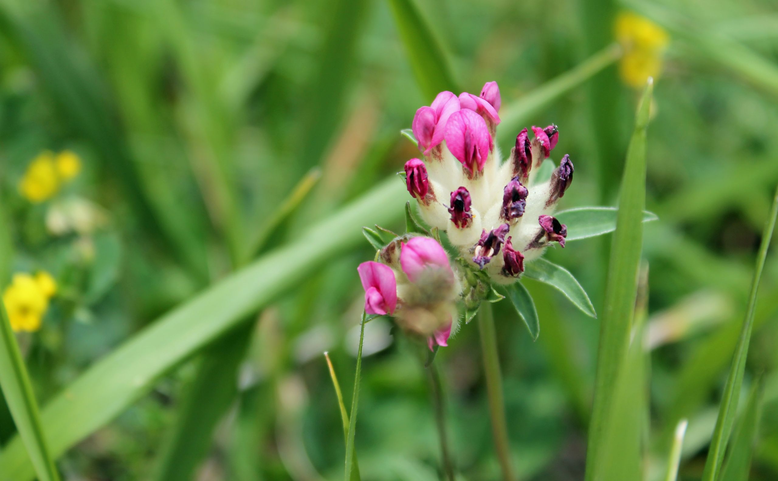 Wallpapers Nature Flowers 