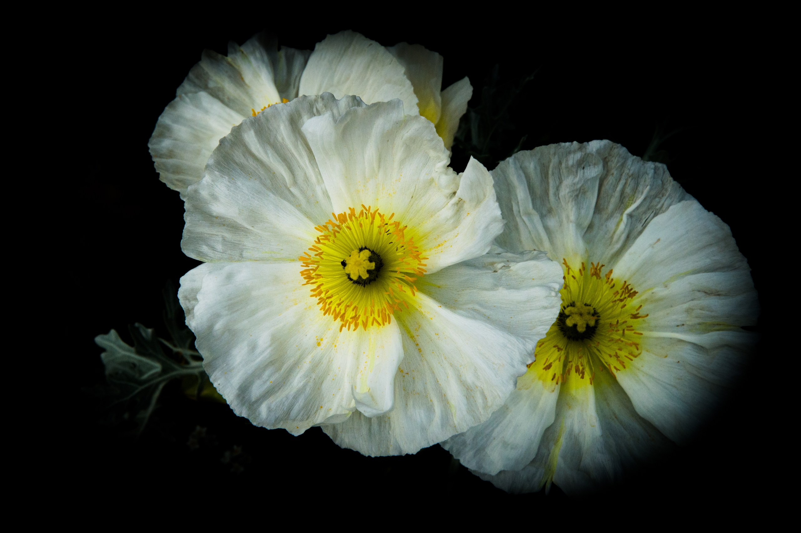 Fonds d'cran Nature Fleurs 