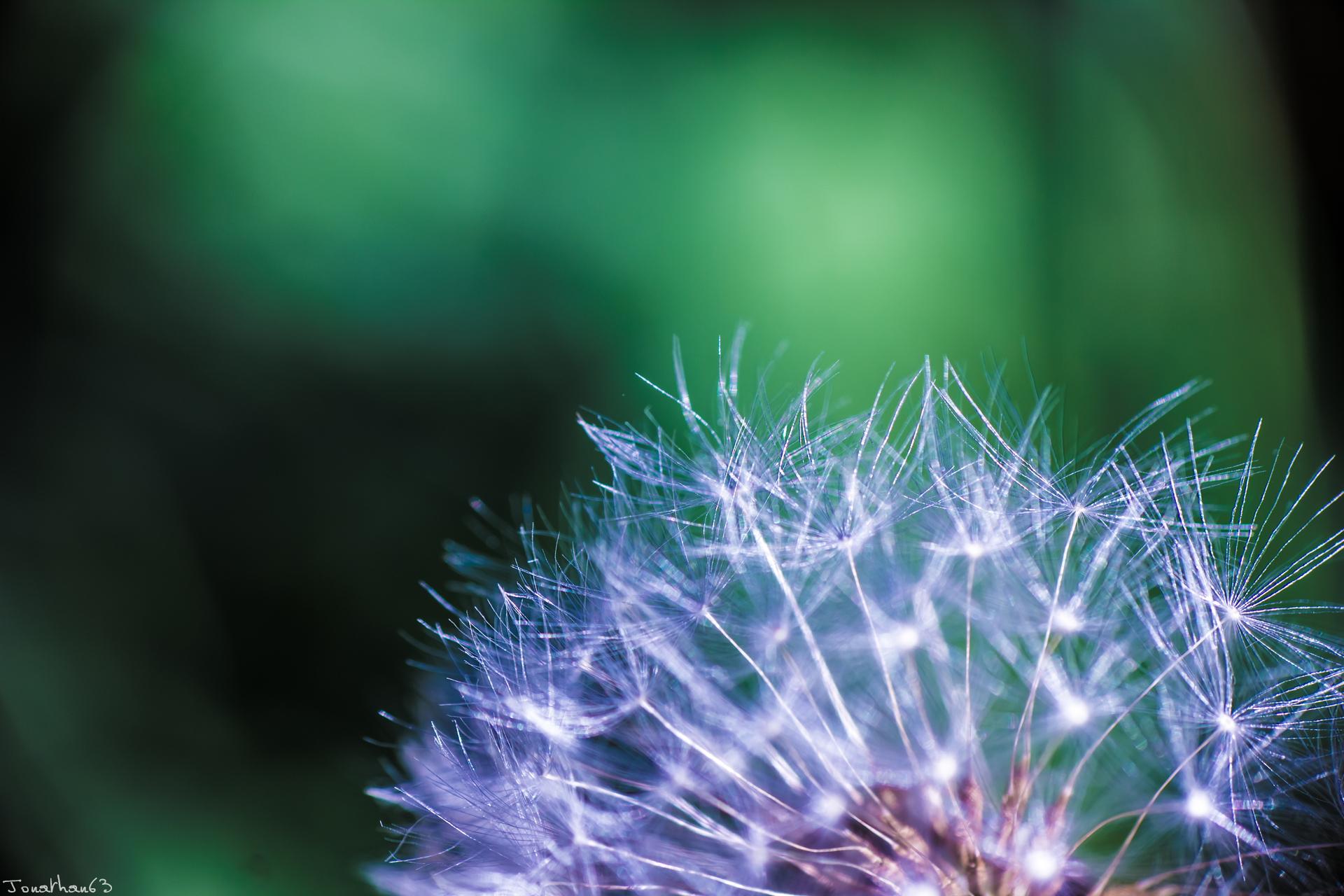 Fonds d'cran Nature Fleurs 