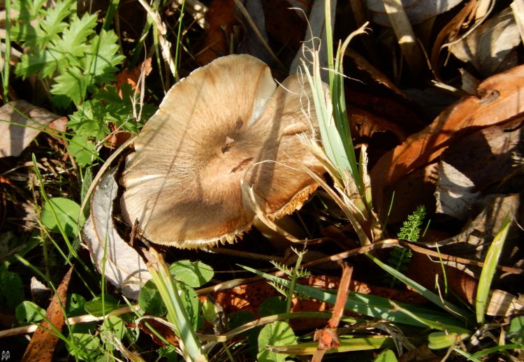 Fonds d'cran Nature Champignons Automn, tu es l...