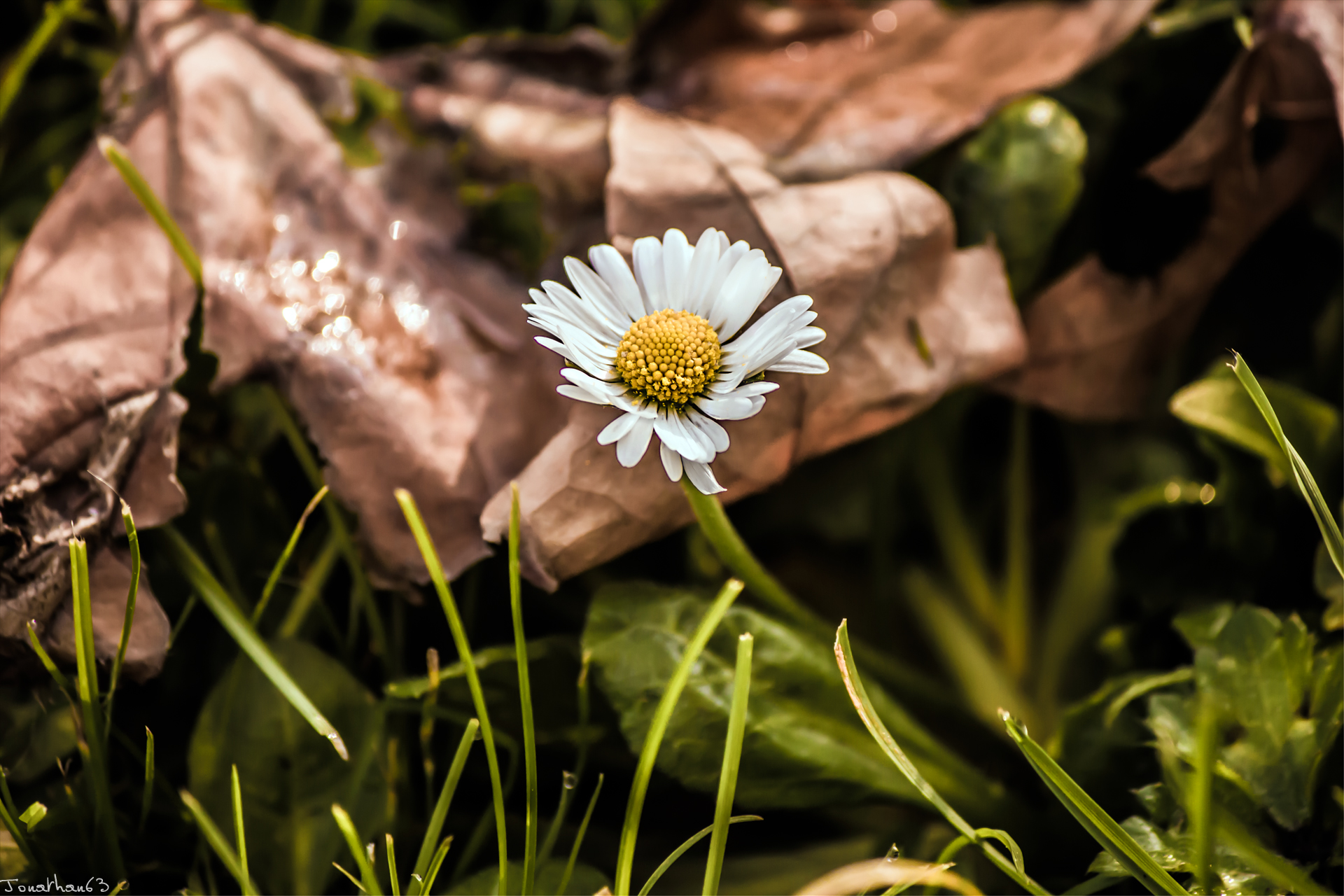 Fonds d'cran Nature Fleurs Marguerite