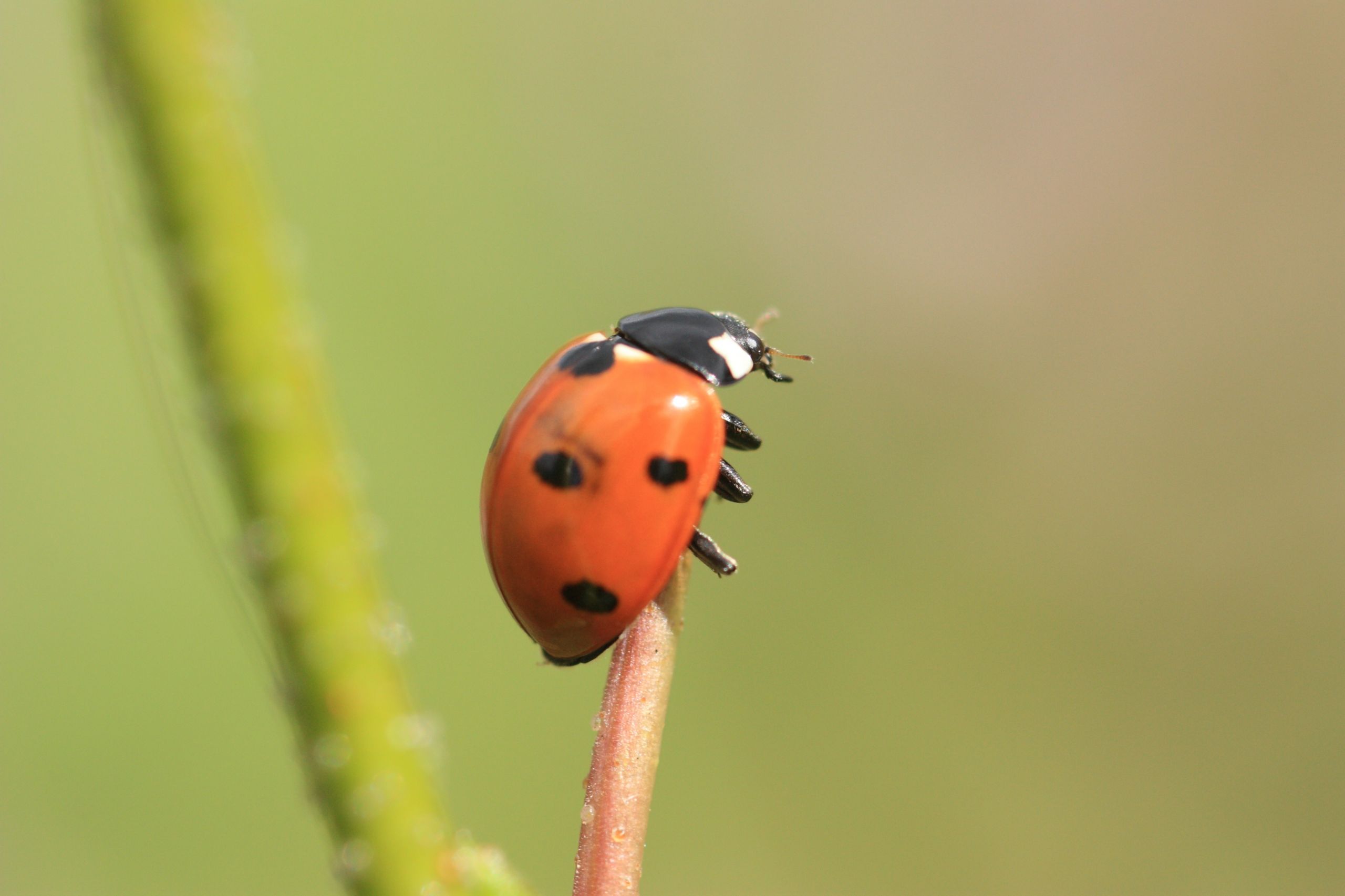 Wallpapers Animals Insects - Ladybugs Coccinelle sur tige