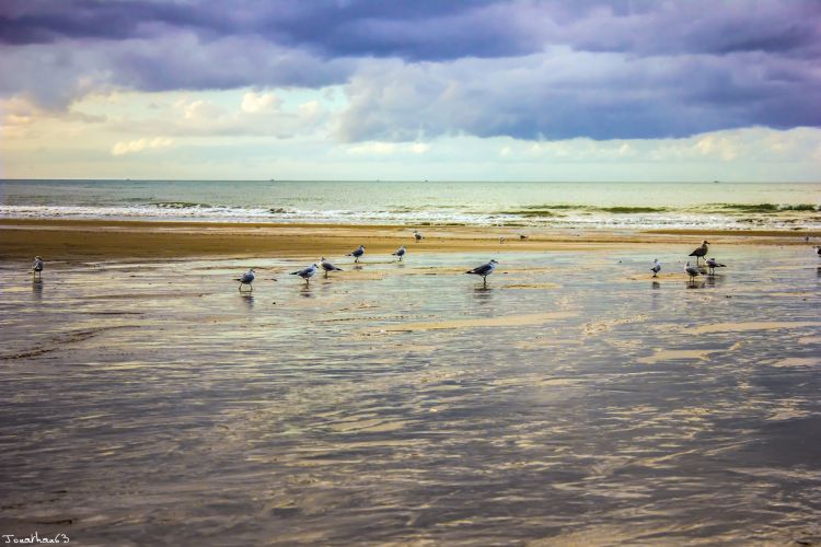 Fonds d'cran Nature Mers - Ocans - Plages Plage normande