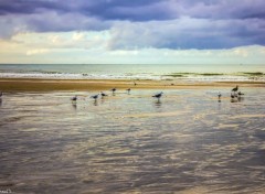  Nature Plage normande