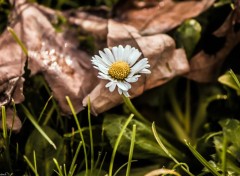  Nature Marguerite