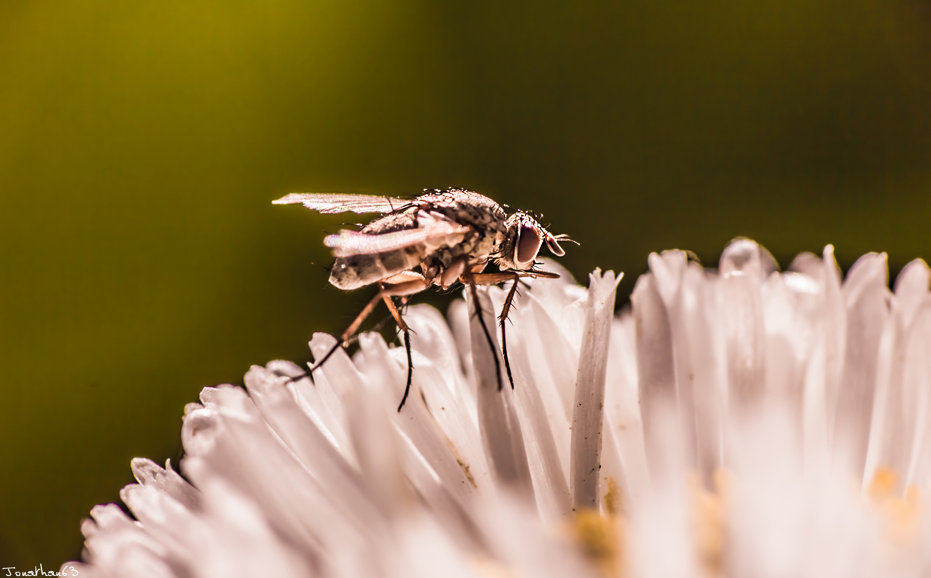 Wallpapers Animals Insects - Flies 