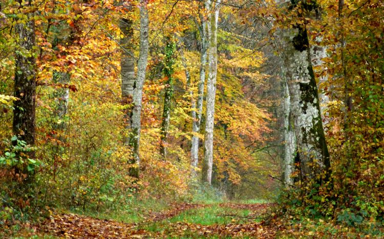 Fonds d'cran Nature Arbres - Forts Perdu au milieu des bois