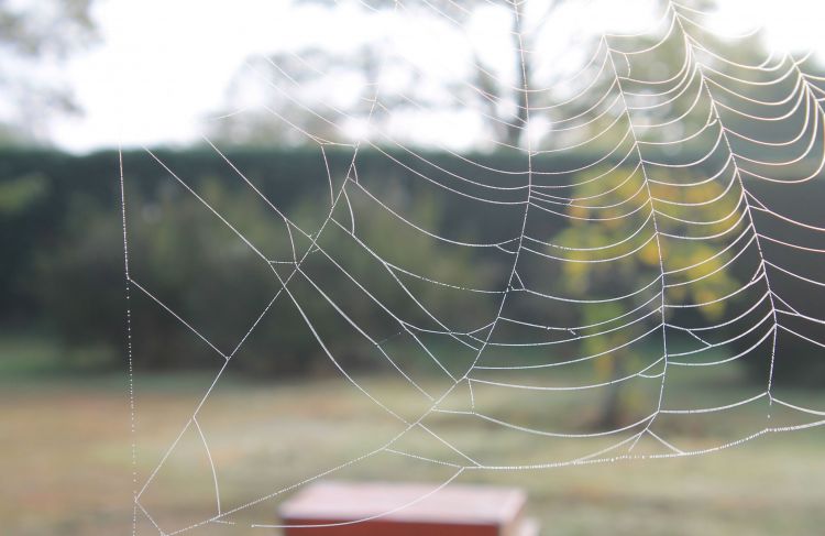 Fonds d'cran Animaux Araignes Wet cobweb