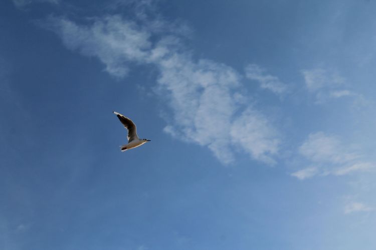 Fonds d'cran Animaux Oiseaux - Mouettes et Golands White gull.