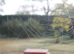  Animaux Wet cobweb