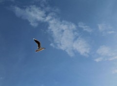  Animals White gull.